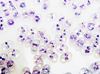 Picture of 2x4 mm, Japanese peanut beads, crystal, purple-lined, rainbow luster